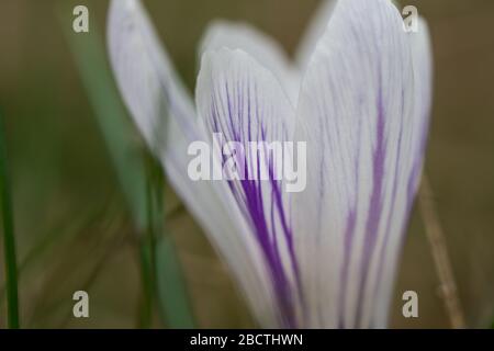 Weißer Crocus blüht im Frühling in Bloom Stockfoto