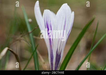 Weißer Crocus blüht im Frühling in Bloom Stockfoto