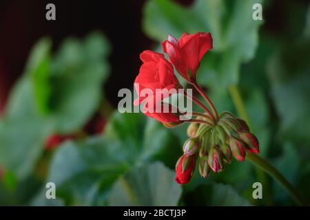 Rote Geranium Blumen und Knospen, Nahaufnahme. Dunkelgrüner Hintergrund Stockfoto