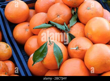 Bündel frische Mandarinen Orangen auf dem Markt Stockfoto