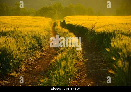 Goldene Straße durch das Roggenfeld am Morgen bei farbenfrohem, ruhigem Sonnenuntergang Stockfoto