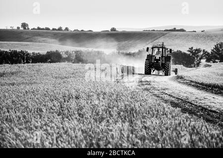 Der Traktor durchläuft den Agrarbereich voller Goldweizen Stockfoto