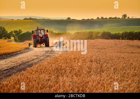 Der Traktor durchläuft den Agrarbereich voller Goldweizen Stockfoto