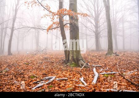 Fantastische orangefarbene Herbstlandschaft im Wald slowakei Stockfoto