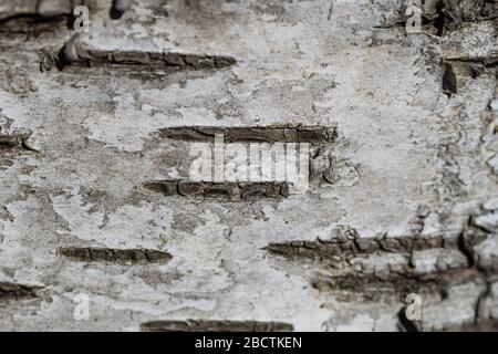 Nahaufnahme von Birch Bark in Springtime Stockfoto