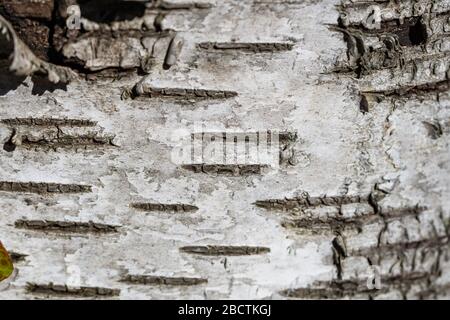 Nahaufnahme von Birch Bark in Springtime Stockfoto