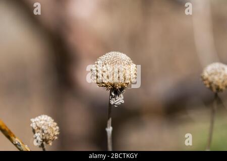 Biene Balm trocknete in Springtime Obst Stockfoto