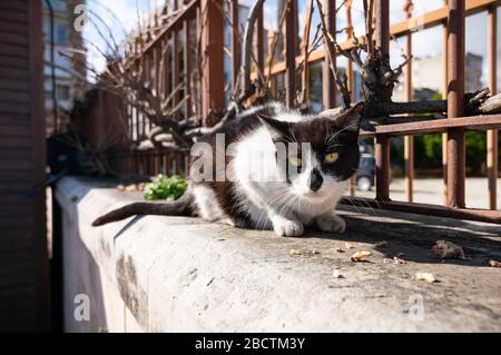 Eine schwarz-weiße Straßenkatze hat aufgehört, Abfälle zu essen und schaut auf die Kamera. Es liegt neben einem Zaun. Stockfoto