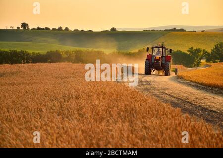 Der Traktor durchläuft den Agrarbereich voller Goldweizen Stockfoto