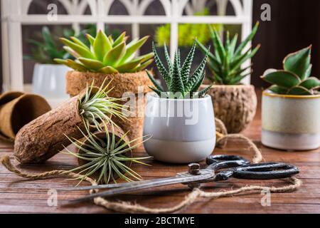 Sammlung von saftigen Pflanzen für den Hausdeco. Gartenidee für steingarten. Stockfoto