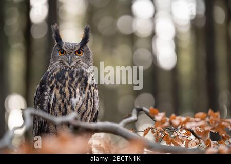 Eurasische Adler-Eule am Baumzweig mit Bäumen und verschwommenen Lichtern im Hintergrund. Stockfoto