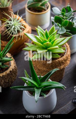 Sammlung von saftigen Pflanzen für den Hausdeco. Gartenidee für steingarten. Stockfoto