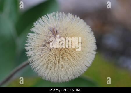 Pachystegia ist eine Gattung von Sträuchern in der Familie der Gänseblümchen in der Gänseblümchenart Marlborough, mit markanten ledrigen Blättern und in Gänseblümchen gekleiften Blumen. Stockfoto