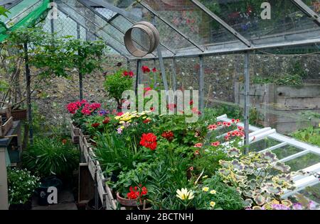 Blick auf eine mit Pflanzen bedeckte Bank im Gewächshaus im restaurierten Garten von Monk's House, einst das Zuhause von Virginia Woolf, Rodmell East Sussex, Großbritannien Stockfoto