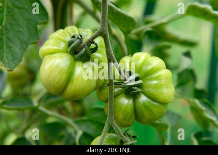 Reife Tomaten im Gewächshaus des restaurierten Gartens im Monk's House, einst das Zuhause von Virginia Woolf, Rodmell East Sussex, Großbritannien Stockfoto