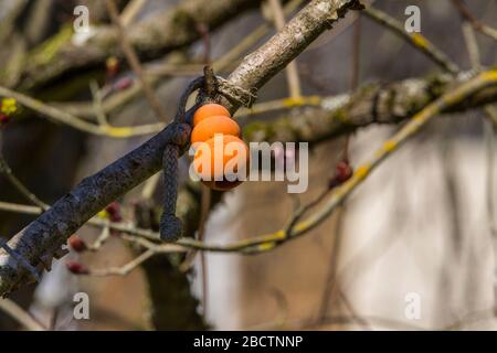 Hund, der Gummispielzeug auf einer Kordel trainiert, die in einem Baum verstrickt ist. Orangefarbenes Gummi-Hundespielzeug an der Schnur wurde mit einem schlechten Ziel in Baumzweige geworfen und links gelassen. Stockfoto