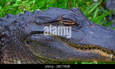 Wilde Tiere in den Sümpfen in der Nähe von New Orleans - Alligator - Reisefotografie Stockfoto