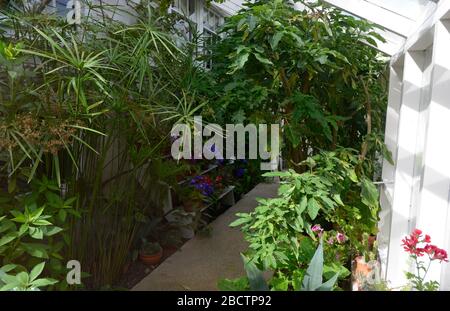 Blick in den Wintergarten im restaurierten Garten von Monk's House, einst das Zuhause von Virginia Woolf, Rodmell East Sussex, Großbritannien Stockfoto