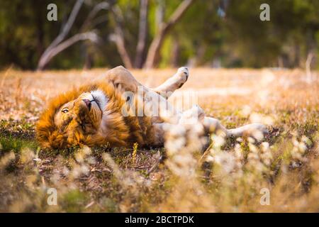 Großer majestätischer männlicher Löwe, der an einem sonnigen Tag auf dem Rasen liegt. Flacher Freiheitsgrad. Stockfoto