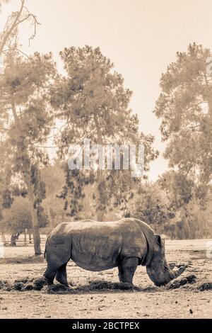 Rhino oder Rhinozeros essen Gras mit Bäumen im Hintergrund. Schwarz und Weiß. Stockfoto