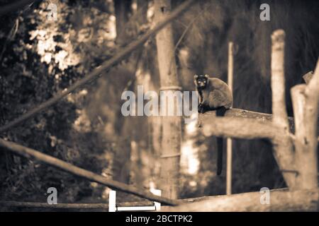 Der rote, gerupfte Lemur (Varecia rubra) sitzt auf einem Baumzweig in einem Zoo. Sie ist eine der größten Primaten von Madagaskar. Schwarz-Weiß/Sepia-Bild Stockfoto