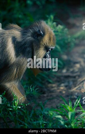 Nahaufnahme des großen Pavian-Mandrills inmitten eines Waldes, Profilfoto. Diese Tiere leben meist auf dem Boden und klettern nur gelegentlich auf Bäume Stockfoto