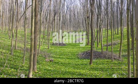 Allium ursinum oder Bärenzwiebel, bedeckt den Boden im Quellwald vollständig. Stockfoto