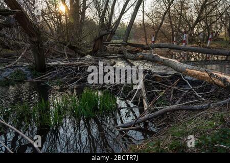 Beaver Staudamm an einem kleinen Fluss. Stockfoto