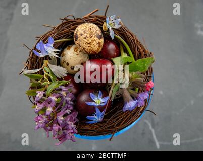 Eine blaue Glasschale mit farbigen Wachteleiern und Frühlingsblumen. Osterkomposition, Kopierraum für Text, Design. Stockfoto