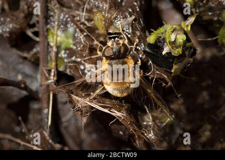 Nahaufnahme eines Zwergbienenbienenbienenbienenbienenbienenbienenbienenbienenbienenbienenbienenbienenbienenbienenbienenbienenbienenbienenbienen Stockfoto