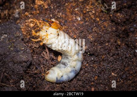 Nahaufnahme Vorderansicht eines weißen Schäfer-Grubs, Larve des Schäfer-Käfers oder European Schäfer (Amphimallon majale), ein invasives Gartenschädling-Kleintier Stockfoto