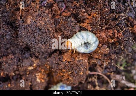 Nahaufnahme eines weißen Schäfer-Grubs, Larven des Schäfer-Käfers oder europäischen Schäfer (Amphimallon majale), eines invasiven Gartenschädlings-Kleinsttieres, Surrey Stockfoto