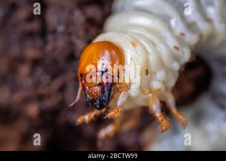 Nahaufnahme eines weißen Schäfer-Grubs, Larven des Schäfer-Käfers oder europäischen Schäfer (Amphimallon majale), eines invasiven Gartenschädlings-Kleinsttieres, Surrey Stockfoto