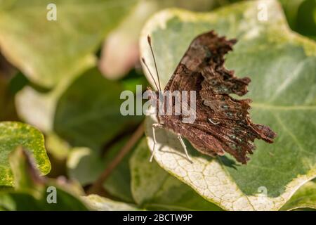 Comma Butterfly (Polygonia c-Album), ein orange-brauner Schmetterling mit dunkleren Markierungen, der im Frühling in Surrey, SE England, in einem Garten ruht Stockfoto