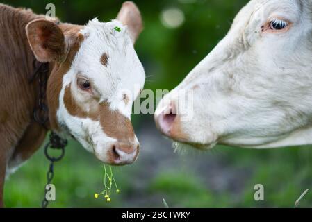 Kuhmutter und Kalb mit gelber Blume zusammen auf grüner Weide - Foto voller Liebe Stockfoto