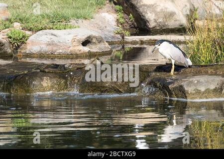 Black-Crowned Heron thront auf der Seite eines reflektierenden Wasserpools. Stockfoto