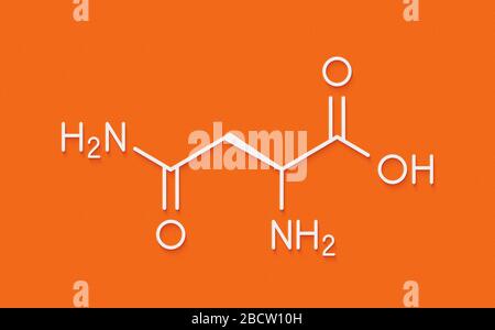 Asparagin (L-Asparagin, ASN, N) Aminosäure Molekül. Skelettmuskulatur Formel. Stockfoto