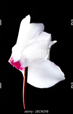 Nahaufnahme einer lebhaften weißen und rosafarbenen Cyclamen vor schwarzem Hintergrund. Stockfoto