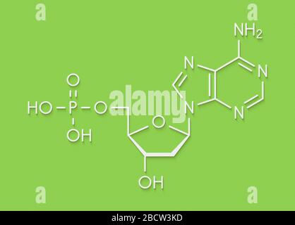 Desoxyadenosintriphosphat Monophosphat (feuchten) Nucleotide Molekül. DNA-Baustein. Skelettmuskulatur Formel. Stockfoto