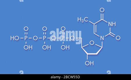 Thymidin-analoga-triphosphat (TTP) Nucleotide Molekül. DNA-Baustein. Skelettmuskulatur Formel. Stockfoto