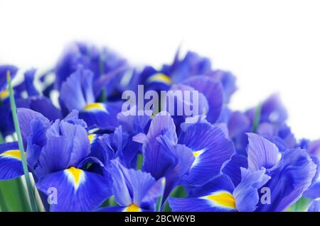 Frühlings-Blumenstrauß aus blauen Irissen. Schöne Blumen auf weißem Hintergrund und Platz für Text. Stockfoto