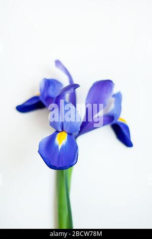 Eine blaue Iris auf weißem Hintergrund. Schöne Frühlingsblume. Stockfoto