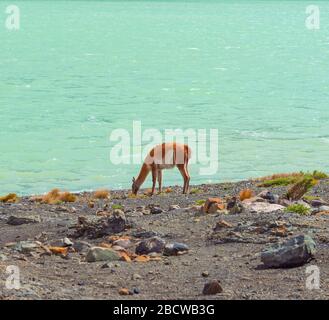 Ein Guanaco (Lama Guanicoe), relativ der Lama und Alpaka, am Ufer der Laguna Amarga, Torres del Paine Nationalpark, Patagonien, Chile. Stockfoto