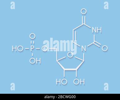 Uridin Guanosinmonophosphat (UMP, uridyllic Säure) Nucleotide Molekül. Baustein der RNA. Skelettmuskulatur Formel. Stockfoto