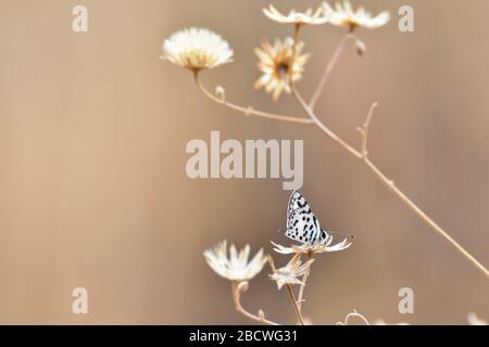 Kleiner Thorn-Baum-Blauer Schmetterling im Grasland (Azanus moriqua) Stockfoto