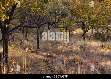 Herbste Tree Covered Wanderpfad Stockfoto