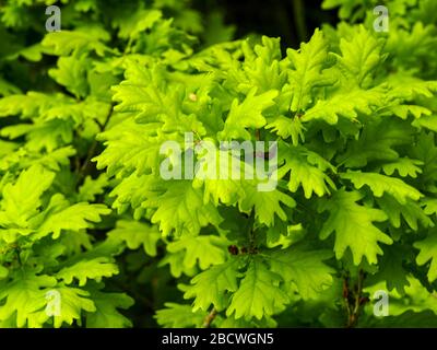 Frische grüne Blätter an einem Eiche Zweig im Frühjahr, North Yorkshire, England Stockfoto
