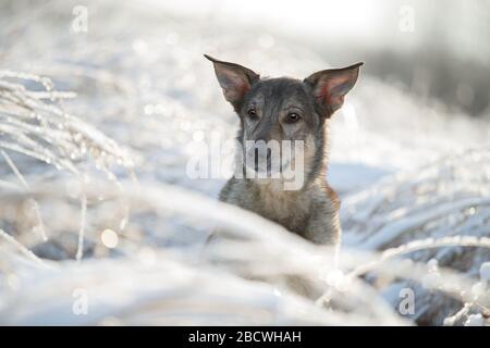 Der Hund sitzt im Schnee Stockfoto