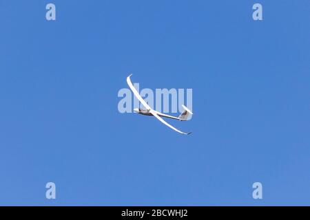 Segelflugzeug im Landemuster über dem Kopf Stockfoto