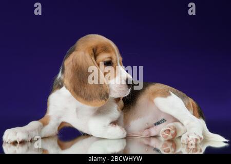 Beagle Welpe im Studio auf blauem Hintergrund Stockfoto